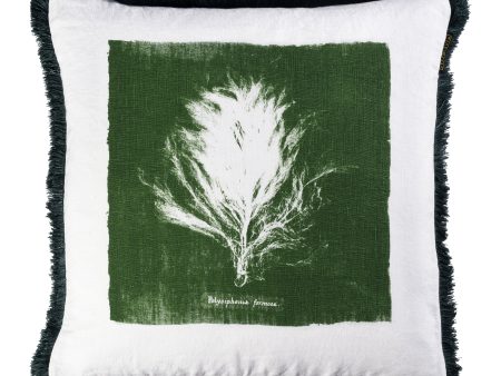 Algae II Pillow Online Hot Sale